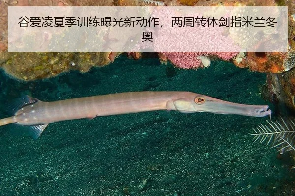 谷爱凌夏季训练曝光新动作，两周转体剑指米兰冬奥